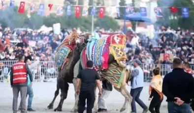 Aydın’da Deve Güreşi Festivali Coşkuyla Gerçekleşti