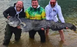 Borçka’da Amatör Balıkçılar 100 Kilo Yayın Balığı Yakaladı